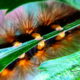 Caterpillars Have Weird, Cool Little Gripping Feet