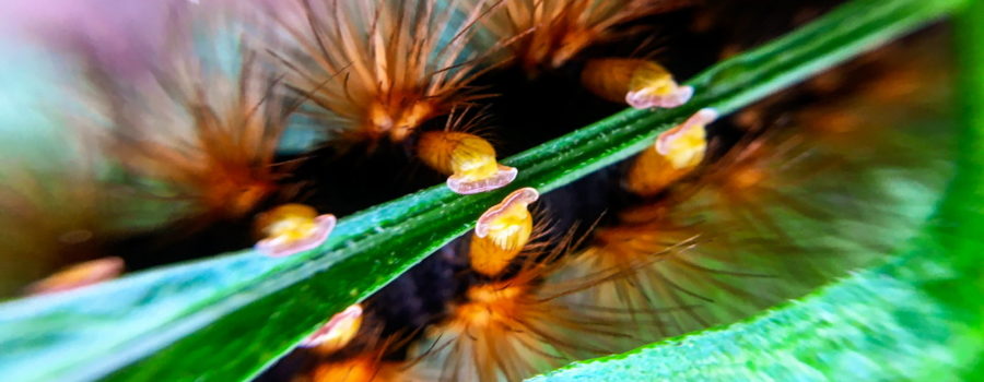 A macro photo of a fuzzy brown caterpillar clutching the narrow tip of a green leaf. Three sets of the caterpillar’s mid body feet can be seen. Each foot is a yellowish color and is spatula shaped. The legs are thick and also yellow. The bottom edge of each narrow foot is pink.