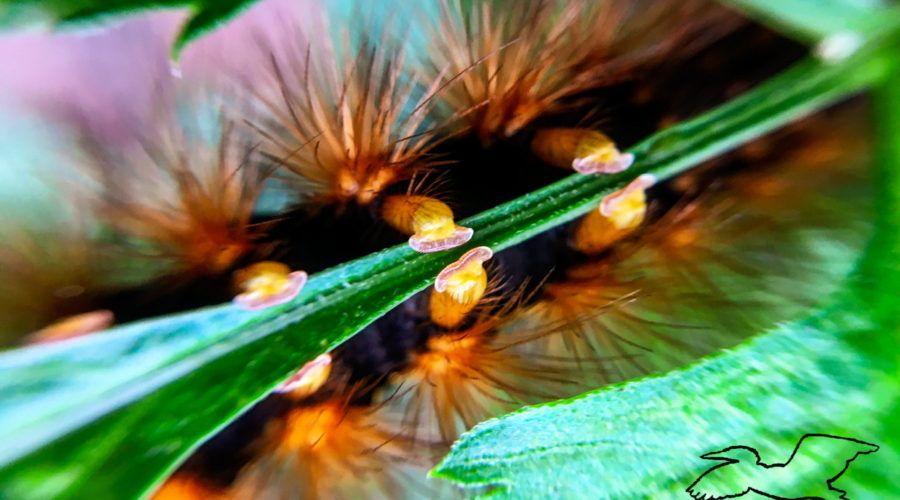 A macro photo of a fuzzy brown caterpillar clutching the narrow tip of a green leaf. Three sets of the caterpillar’s mid body feet can be seen. Each foot is a yellowish color and is spatula shaped. The legs are thick and also yellow. The bottom edge of each narrow foot is pink.