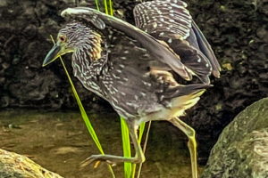 A juvenile yellow crowned night heron clambers from one rock to the next in it’s search for prey. The bird has long yellow legs that are in the process of taking a large step between two rocks. The body is brown with white spots and lines. The wings are open and raised for balance. The yellow eyes are focused on the next step.