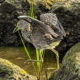 An Amazing Encounter with a Yellow Crowned Night Heron