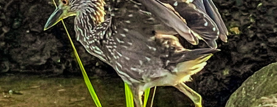 A juvenile yellow crowned night heron clambers from one rock to the next in it’s search for prey. The bird has long yellow legs that are in the process of taking a large step between two rocks. The body is brown with white spots and lines. The wings are open and raised for balance. The yellow eyes are focused on the next step.
