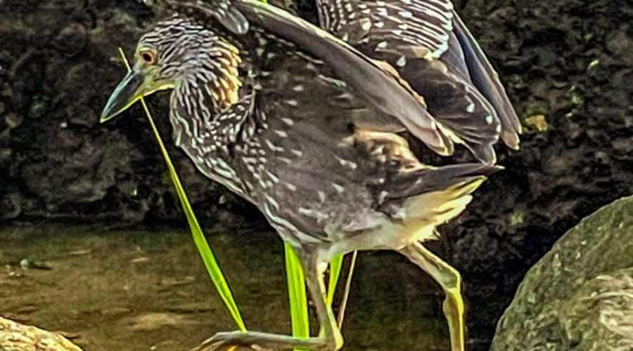 A juvenile yellow crowned night heron clambers from one rock to the next in it’s search for prey. The bird has long yellow legs that are in the process of taking a large step between two rocks. The body is brown with white spots and lines. The wings are open and raised for balance. The yellow eyes are focused on the next step.