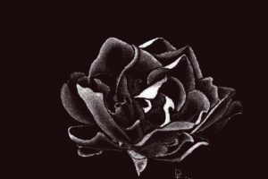 A black and white digital drawing of a gardenia flower in full bloom. The flower is drawn in white on a black background.