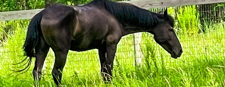 A large, black horse stands in the shade of a tree on a warm summer day. Behind the horse is the pasture fence with woods beyond.