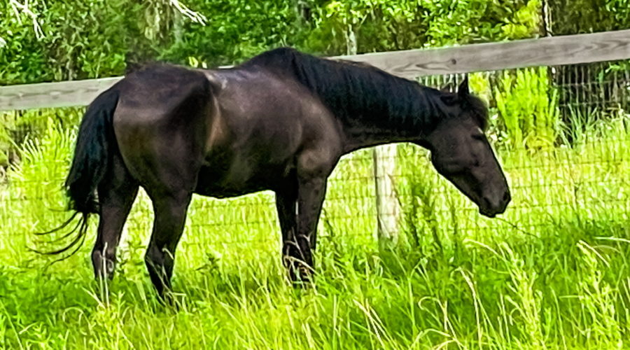 A large, black horse stands in the shade of a tree on a warm summer day. Behind the horse is the pasture fence with woods beyond.