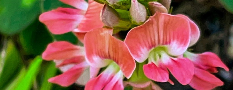 A cluster of small pink flowers and buds are nestled in the surrounding leaves and grass. Each small flower has three petals. The top one is wide with two wings and has a slightly more orange hue than the smaller lower ones. The center of the flower is green fading to white.