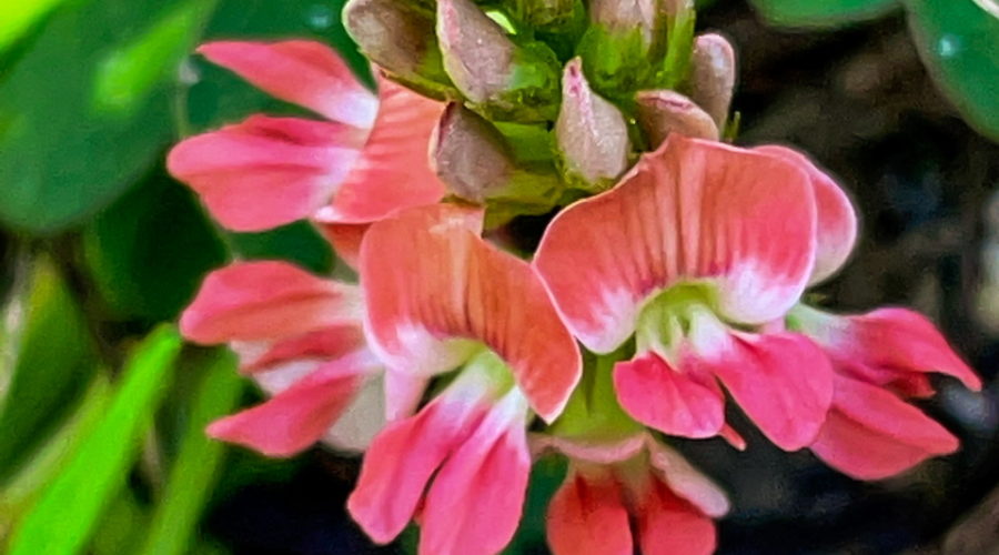 A cluster of small pink flowers and buds are nestled in the surrounding leaves and grass. Each small flower has three petals. The top one is wide with two wings and has a slightly more orange hue than the smaller lower ones. The center of the flower is green fading to white.