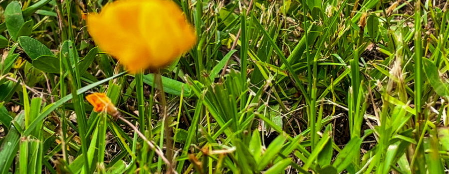 A field of yellow perennial peanut flowers surrounded by grass. The peanut flowers are bright yellow with two petals. One petal is large and relatively flat, while the other is cylindrical and covers the reproductive organs.