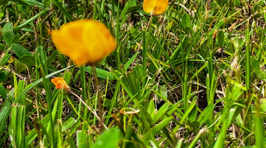 A field of yellow perennial peanut flowers surrounded by grass. The peanut flowers are bright yellow with two petals. One petal is large and relatively flat, while the other is cylindrical and covers the reproductive organs.