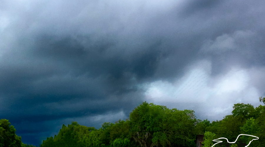 Dark storm clouds roil on the horizon over a paved country road and live oak woods.
