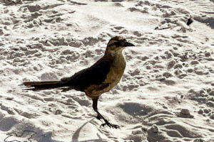 A brown female boat tailed grackle stands on the beach waiting patiently for her turn to get a treat. The bird is a dark brown above with a lighter brown breast and underside. She is a little more than half the size of her male companions. She has a dark beak, eyes, and legs with a long tail.
