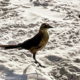 The Boat Tailed Grackle is a Beautiful Coastal Bird