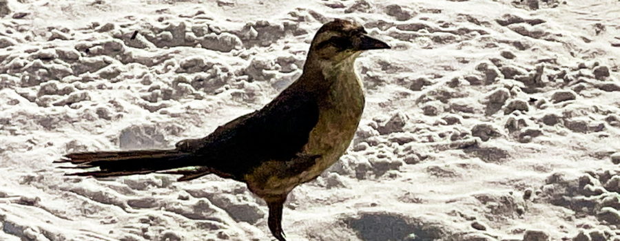 A brown female boat tailed grackle stands on the beach waiting patiently for her turn to get a treat. The bird is a dark brown above with a lighter brown breast and underside. She is a little more than half the size of her male companions. She has a dark beak, eyes, and legs with a long tail.
