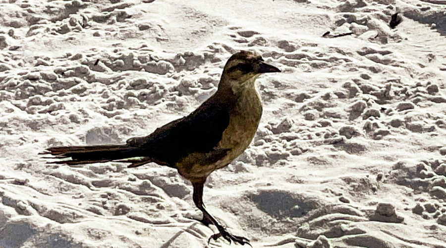 A brown female boat tailed grackle stands on the beach waiting patiently for her turn to get a treat. The bird is a dark brown above with a lighter brown breast and underside. She is a little more than half the size of her male companions. She has a dark beak, eyes, and legs with a long tail.