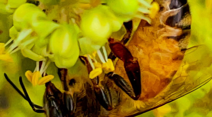 A honey bee hangs upside down from a clump of white and green flowers while it explores for nectar. The underside of the bee is exposed to view, and the abdomen is mostly yellow with a small bit of the black markings from above visible near the tail. The wings are translucent with very fine black veins. The thorax is darker and fuzzy. The head and legs are black to dark brown. The large black eyes take up a good bit of the head, but the black antennas and proboscis are also visible.