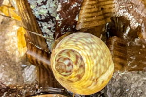 A marsh periwinkle snail is resting among dead marsh grass leaves on the muddy bottom of the marsh at low tide. The snail is viewed from the top of the shell down and shows a brownish, yellowish swirled shell. The shell is marked by intermittent darker brown spots.