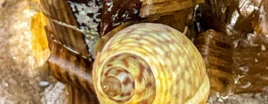 A marsh periwinkle snail is resting among dead marsh grass leaves on the muddy bottom of the marsh at low tide. The snail is viewed from the top of the shell down and shows a brownish, yellowish swirled shell. The shell is marked by intermittent darker brown spots.