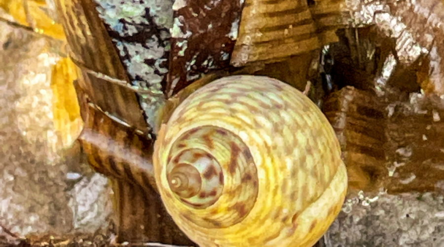 A marsh periwinkle snail is resting among dead marsh grass leaves on the muddy bottom of the marsh at low tide. The snail is viewed from the top of the shell down and shows a brownish, yellowish swirled shell. The shell is marked by intermittent darker brown spots.