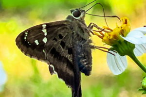 This is a full color portrait of a long tailed skipper taken while it feeds on a white and yellow flower. The butterfly is mostly dark brown with black and white payers on the wings. The body is thick and lightly covered in hair. There are large black eyes and dark antennas on the head. A long curved proboscis leads from the mouth to the flower. The background is green and yellow.