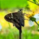 The Long Tailed Skipper:  Crop Pest or Beautiful Pollinator?