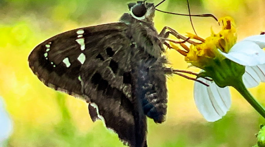 This is a full color portrait of a long tailed skipper taken while it feeds on a white and yellow flower. The butterfly is mostly dark brown with black and white payers on the wings. The body is thick and lightly covered in hair. There are large black eyes and dark antennas on the head. A long curved proboscis leads from the mouth to the flower. The background is green and yellow.