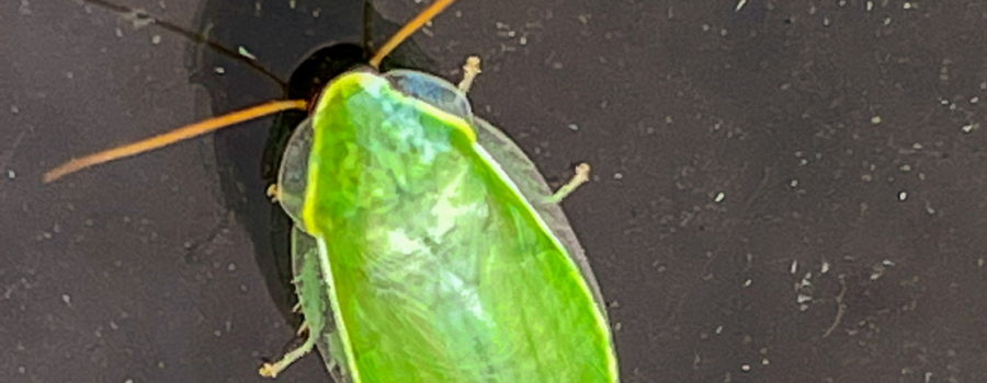 A color image of a green cockroach or Cuban cockroach on a black surface. The roach is a bright leaf green with clear wings that cover the body. Short, green legs can be seen below the wings. There are long, brown antennas coming from the hidden head.