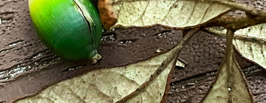 The image is a still life of a configuration of oaks leaves and early acorns. The leaves are brown fallen leaves attached to a small twig. All the leaves happened to fall top down. There are three green acorns interspersed in the leaves. Each acorn is dark green near the stem and slowly lightens to a light green near the other end. The whole still life is set on a brown wooden deck board.