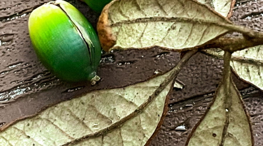 The image is a still life of a configuration of oaks leaves and early acorns. The leaves are brown fallen leaves attached to a small twig. All the leaves happened to fall top down. There are three green acorns interspersed in the leaves. Each acorn is dark green near the stem and slowly lightens to a light green near the other end. The whole still life is set on a brown wooden deck board.