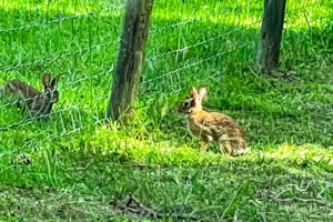 A pair of Eastern cottontail rabbits cavorting around the edges of a small fenced pasture. The rabbits are a mottled brown with large ears and dark eyes.