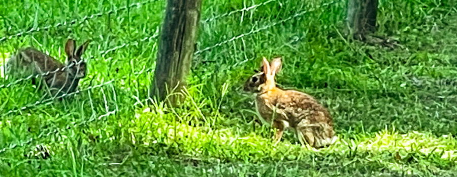 A pair of Eastern cottontail rabbits cavorting around the edges of a small fenced pasture. The rabbits are a mottled brown with large ears and dark eyes.