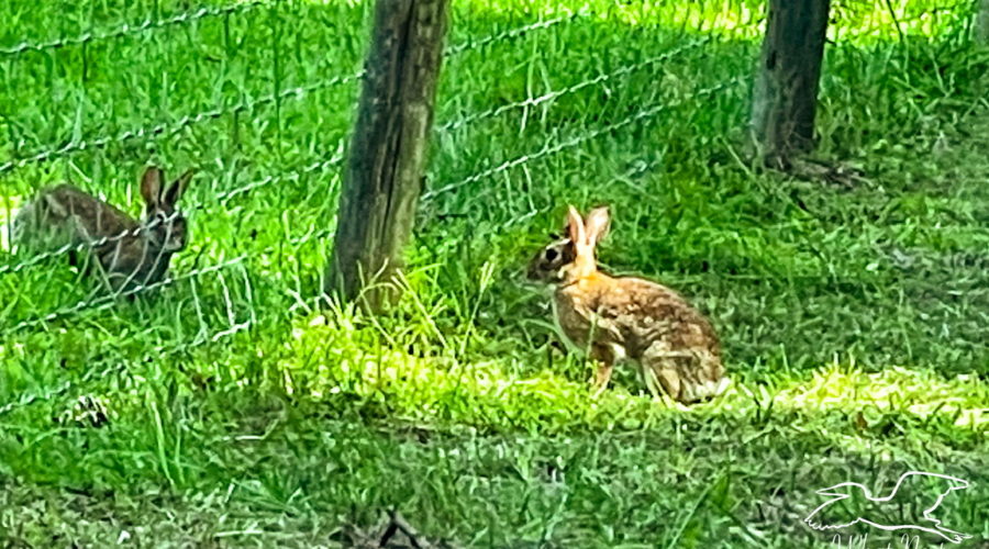 A pair of Eastern cottontail rabbits cavorting around the edges of a small fenced pasture. The rabbits are a mottled brown with large ears and dark eyes.