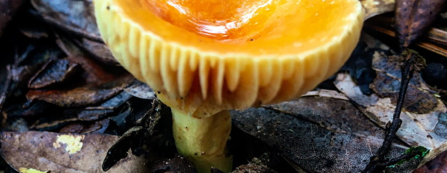 This is a golden waxcap mushroom growing up out of a rich bed of leaf litter. The mushroom has a shiny yellowish orange, concave cap that is supported by a thick, light yellow stem. The underside of the cap has light yellow winglike projections of varying sizes that radiate out from the stem. There is a small amount of water puddled in the center of the cap.