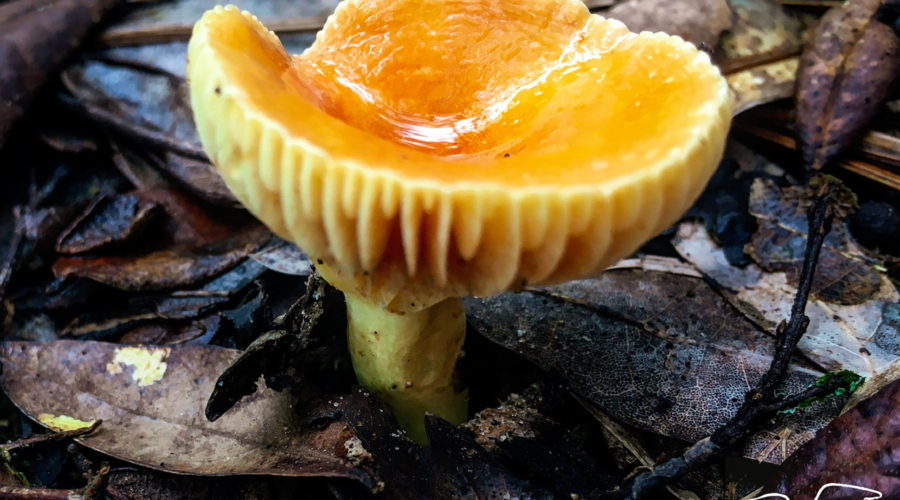 This is a golden waxcap mushroom growing up out of a rich bed of leaf litter. The mushroom has a shiny yellowish orange, concave cap that is supported by a thick, light yellow stem. The underside of the cap has light yellow winglike projections of varying sizes that radiate out from the stem. There is a small amount of water puddled in the center of the cap.
