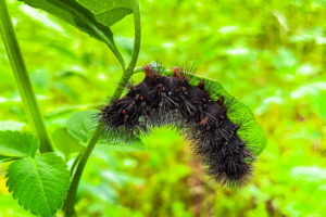 This large black and red woolly bear caterpillar hangs upside down from a blackjack leaf as it moves around to get in a good position to eat. The back and sides of the caterpillar are covered in long spiky hairs. Small red spiricles can be seen along the caterpillar’s side. One of the red intersegmental bands can also be seen. Small pink feet grip the leaf as the animal moves.