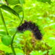 This Fascinating, Hungry Woolly Bear Enjoys a Leaf