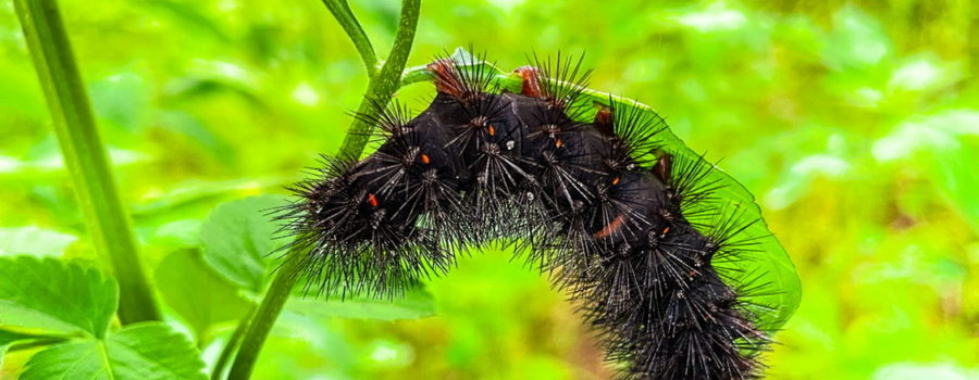This large black and red woolly bear caterpillar hangs upside down from a blackjack leaf as it moves around to get in a good position to eat. The back and sides of the caterpillar are covered in long spiky hairs. Small red spiricles can be seen along the caterpillar’s side. One of the red intersegmental bands can also be seen. Small pink feet grip the leaf as the animal moves.