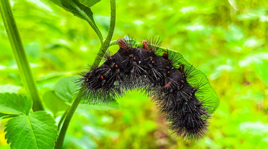 This large black and red woolly bear caterpillar hangs upside down from a blackjack leaf as it moves around to get in a good position to eat. The back and sides of the caterpillar are covered in long spiky hairs. Small red spiricles can be seen along the caterpillar’s side. One of the red intersegmental bands can also be seen. Small pink feet grip the leaf as the animal moves.