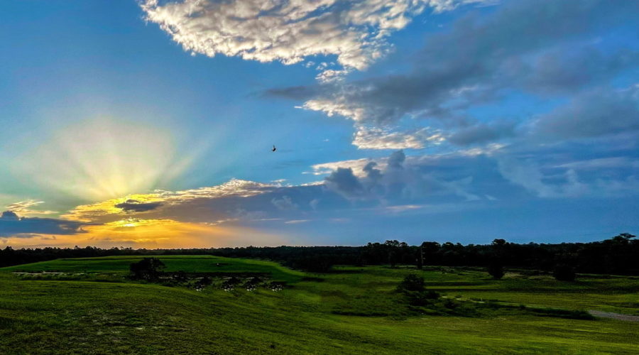 This image shows one of our remarkable Florida sunrise in all it’s glory. The sun is just above the horizon and is mostly hidden by clouds. Sun rays are spilling out from behind the clouds both above and below them. Some other fluffy clouds and a bird can also be seen in the sky. In the foreground is an open grassy field that extends to the woods on the horizon.
