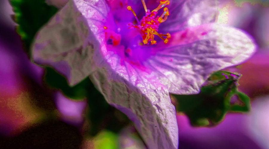 An arrow leaf sida flower in a closeup photo shows five overlapping petals that are very thin and highly textured. In the center of the flower several stamens can be seen emerging and spreading a lot of pollen. The green leaves that surround the flower can be seen just below the flower. Instead of it’s usual yellow coloring the sida’s color and the background have been washed with violet.