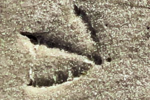 A footprint of a sea gull shows of vert clearly in soft, wet sand. The sand is mostly very fine with some coarser grains on top. The footprint is about a quarter inch deep and shows the outline of the toes, the middle claw and the heel in good detail.