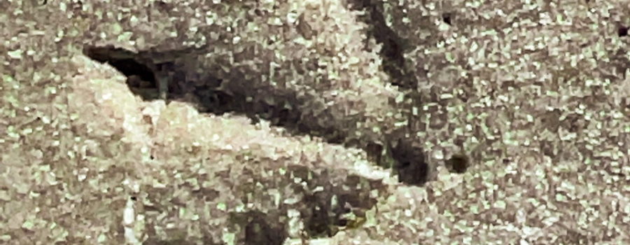 A footprint of a sea gull shows of vert clearly in soft, wet sand. The sand is mostly very fine with some coarser grains on top. The footprint is about a quarter inch deep and shows the outline of the toes, the middle claw and the heel in good detail.