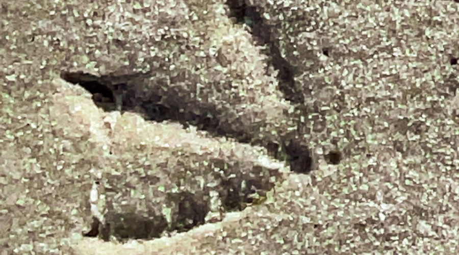 A footprint of a sea gull shows of vert clearly in soft, wet sand. The sand is mostly very fine with some coarser grains on top. The footprint is about a quarter inch deep and shows the outline of the toes, the middle claw and the heel in good detail.