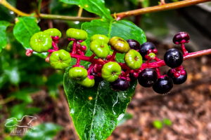This shot shows a cylindrical cluster of pokeweed berries hanging over a pokeweed leaf. The berries are small and round. The immature berries are light green and textured like a pumpkin. The mature berries are smoother and a deep, dark purple. The immature berries are at the tip of the raceme, while the mature berries are further down the stalk.