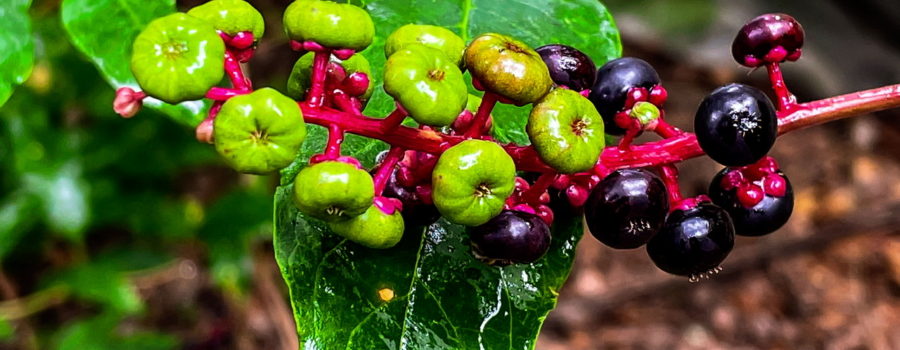This shot shows a cylindrical cluster of pokeweed berries hanging over a pokeweed leaf. The berries are small and round. The immature berries are light green and textured like a pumpkin. The mature berries are smoother and a deep, dark purple. The immature berries are at the tip of the raceme, while the mature berries are further down the stalk.