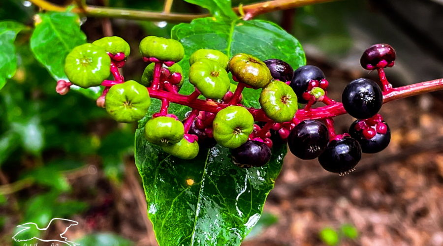 This shot shows a cylindrical cluster of pokeweed berries hanging over a pokeweed leaf. The berries are small and round. The immature berries are light green and textured like a pumpkin. The mature berries are smoother and a deep, dark purple. The immature berries are at the tip of the raceme, while the mature berries are further down the stalk.