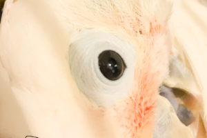 This is a closeup photo of the face of a Goffin’s cockatoo. The head of the bird takes up most of the frame. The dark brown eye is in great center of the frame. The head is bent over so that the partly open mouth is in the bottom right corner and the top of the head is on the left. The bird is mostly white with peach highlights around the grey beak and ear. The area around the eye is unfeathered and the skin is a very pale blue.