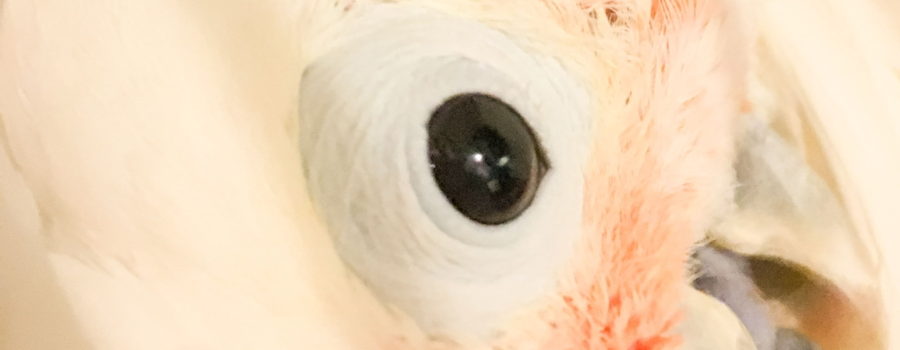 This is a closeup photo of the face of a Goffin’s cockatoo. The head of the bird takes up most of the frame. The dark brown eye is in great center of the frame. The head is bent over so that the partly open mouth is in the bottom right corner and the top of the head is on the left. The bird is mostly white with peach highlights around the grey beak and ear. The area around the eye is unfeathered and the skin is a very pale blue.