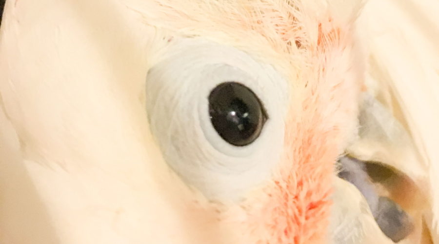 This is a closeup photo of the face of a Goffin’s cockatoo. The head of the bird takes up most of the frame. The dark brown eye is in great center of the frame. The head is bent over so that the partly open mouth is in the bottom right corner and the top of the head is on the left. The bird is mostly white with peach highlights around the grey beak and ear. The area around the eye is unfeathered and the skin is a very pale blue.