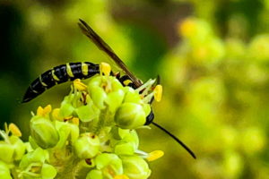 This is a closeup photograph of a thynnid wasp feeding on a bunch of small green and yellow flowers. The wasp has a black body and thorax that are striped with yellow bands. The head is mostly hidden behind the flowers, but one black antenna can be seen poking out. The body is rounded over the flowers in such a way that the black wings protrude up away from the body.